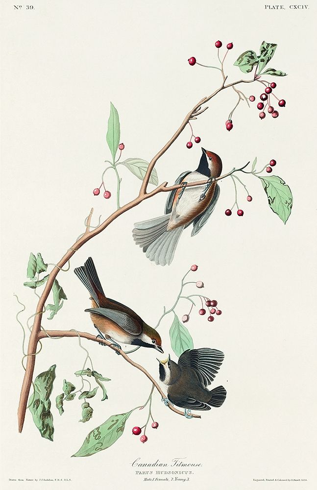 Canadian Titmouse art print by John James Audubon for $57.95 CAD