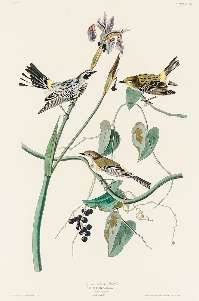 Yellow-crown Warbler art print by John James Audubon for $57.95 CAD