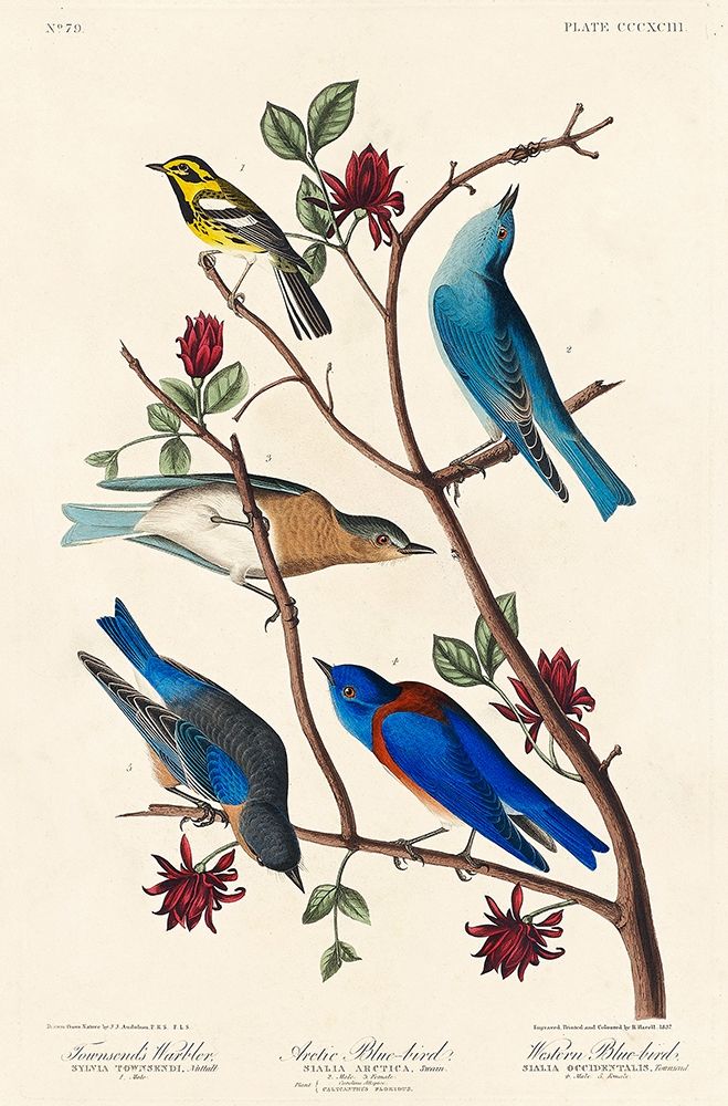 Townsends Warbler, Arctic Blue-bird and Western Blue-bird art print by John James Audubon for $57.95 CAD