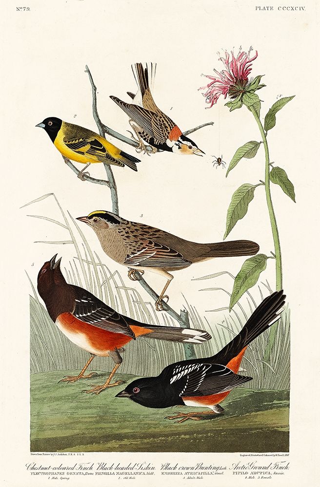 Chestnut-coloured Finch, Black-headed Siskin, Black crown Bunting and Arctic Ground Finch art print by John James Audubon for $57.95 CAD