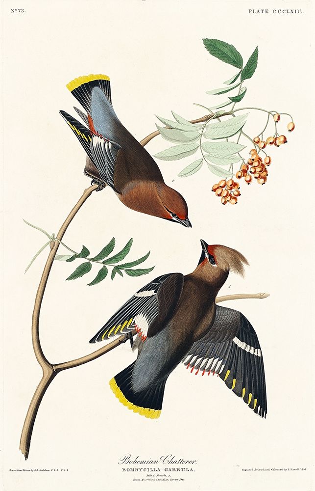 Bohemian Chatterer art print by John James Audubon for $57.95 CAD