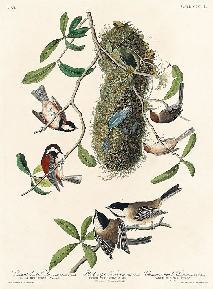 Chesnut-backed Titmouse, Black-capt Titmouse and Chesnut-crowned Titmouse art print by John James Audubon for $57.95 CAD
