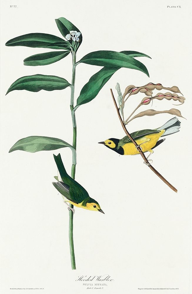 Hooded Warbler art print by John James Audubon for $57.95 CAD