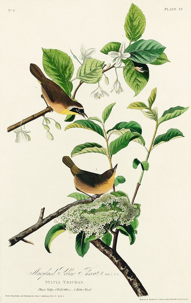 Yellow-breasted Warbler art print by John James Audubon for $57.95 CAD