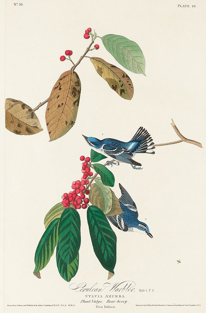 Azure Warbler art print by John James Audubon for $57.95 CAD