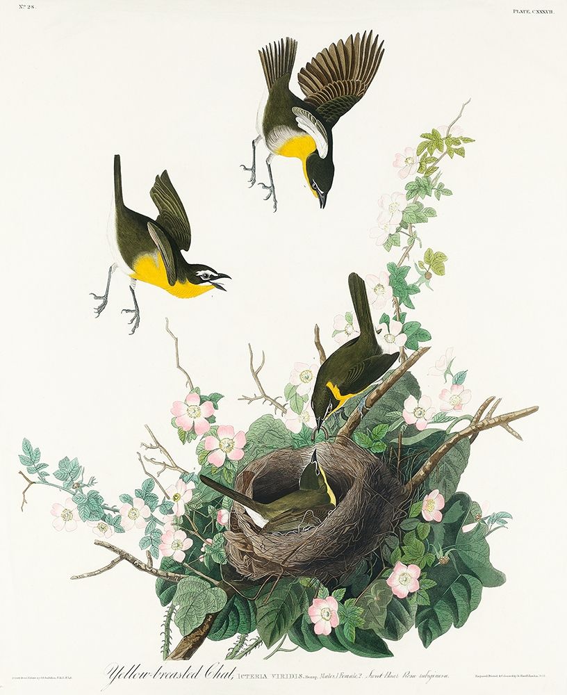 Yellow-breasted Chat art print by John James Audubon for $57.95 CAD