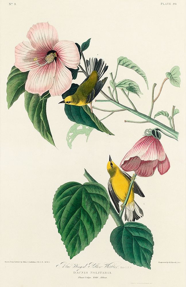 Blue-winged Yellow Warbler art print by John James Audubon for $57.95 CAD
