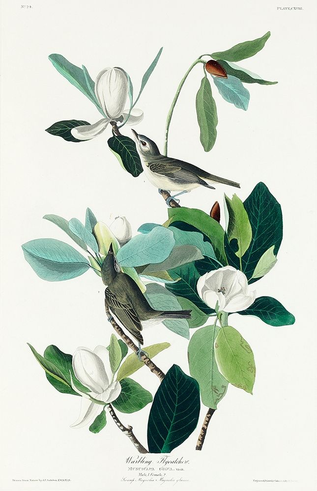 Warbling Flycatcher art print by John James Audubon for $57.95 CAD
