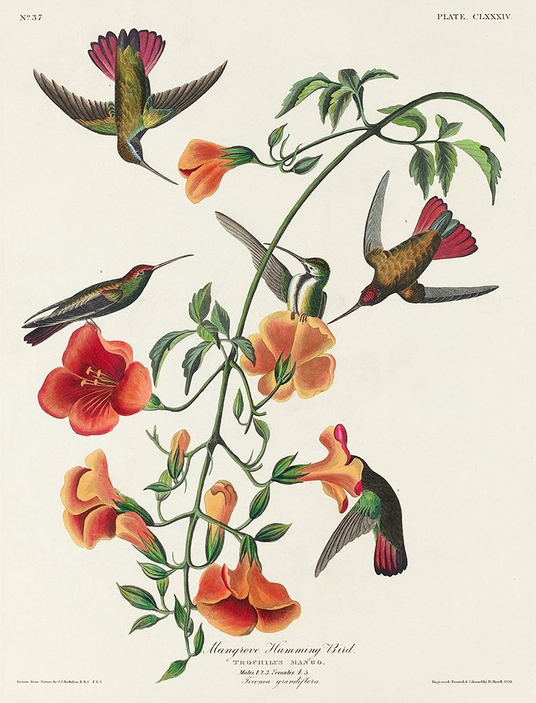 Mango Hummingbird art print by John James Audubon for $57.95 CAD