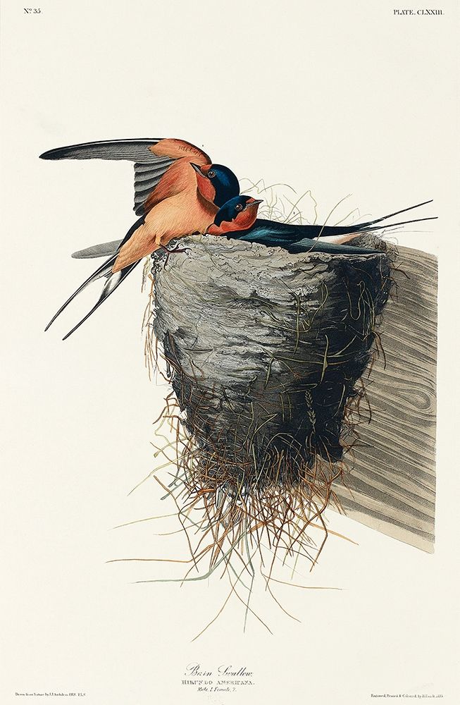 Barn Swallow art print by John James Audubon for $57.95 CAD