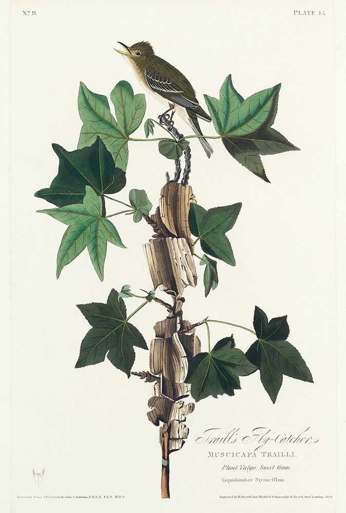 Traills Flycatcher art print by John James Audubon for $57.95 CAD