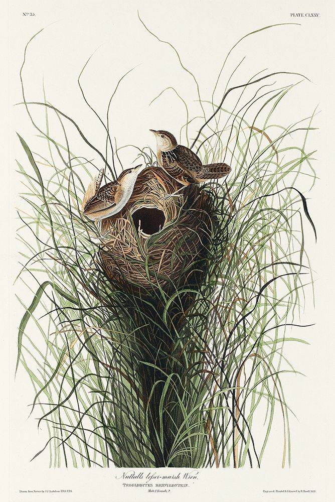 Nuttalls lesser-marsh Wren art print by John James Audubon for $57.95 CAD
