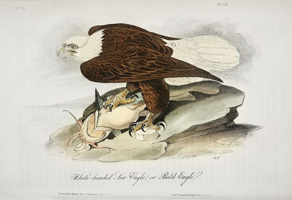 White Headed Sea Eagle or Bald Eagle art print by John James Audubon for $57.95 CAD