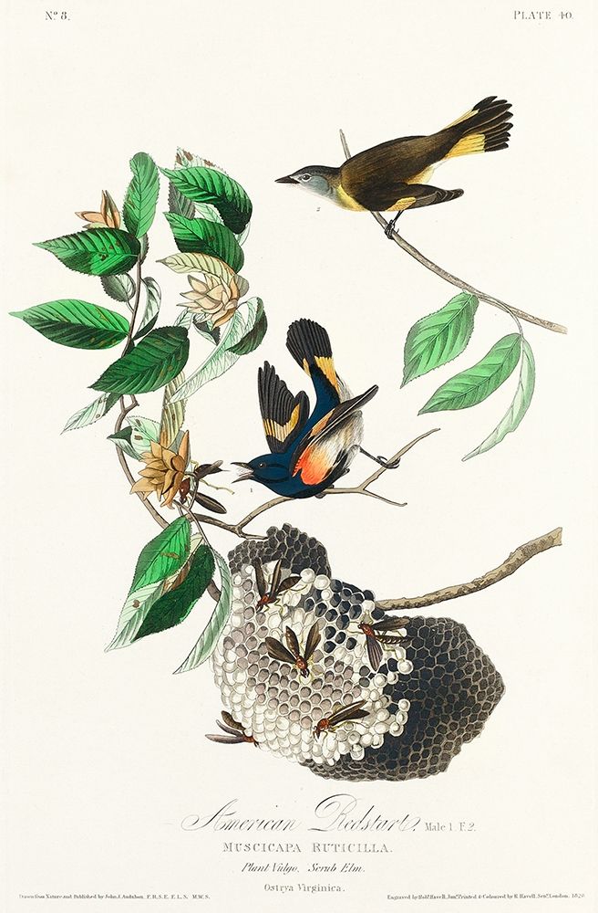 American Redstart art print by John James Audubon for $57.95 CAD
