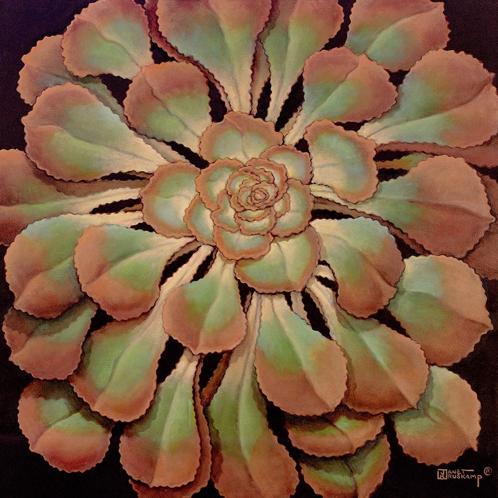 Succulent II art print by Janet Kruskamp for $57.95 CAD