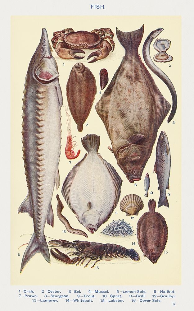 Fish II art print by Mrs. Beetons Book of Household Management for $57.95 CAD