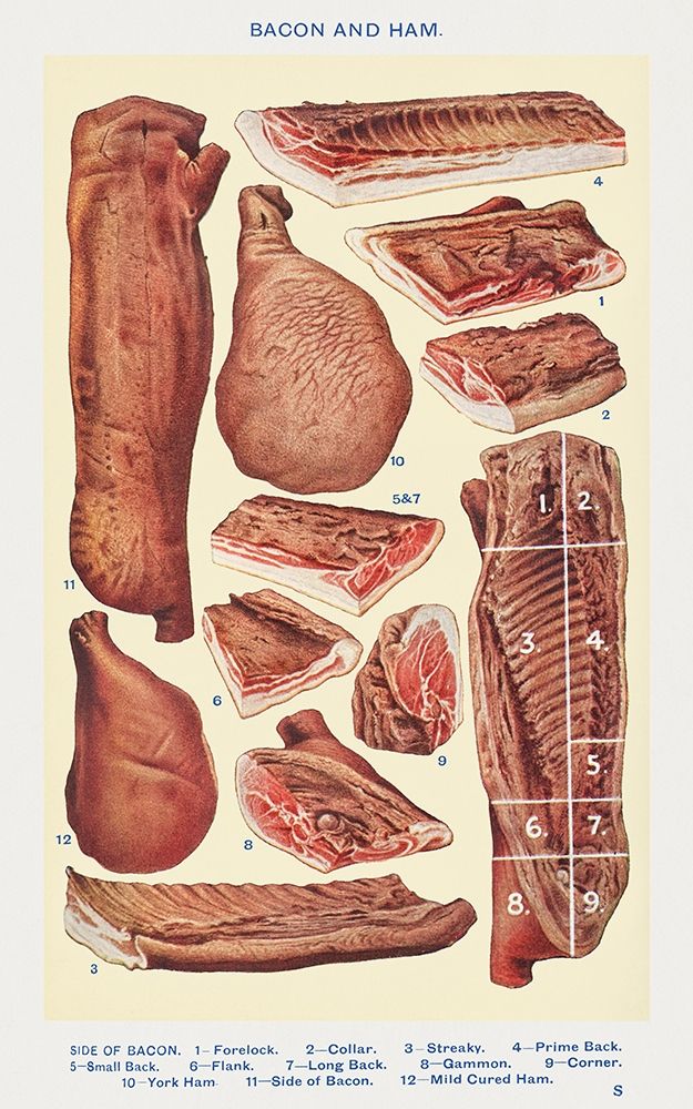 Bacon and Ham art print by Mrs. Beetons Book of Household Management for $57.95 CAD