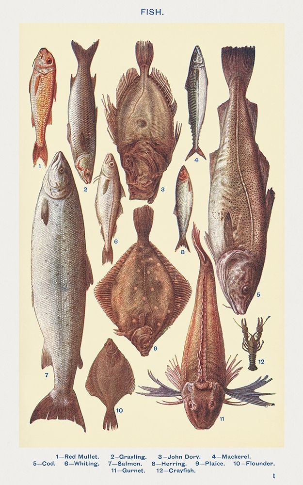 Fish I art print by Mrs. Beetons Book of Household Management for $57.95 CAD