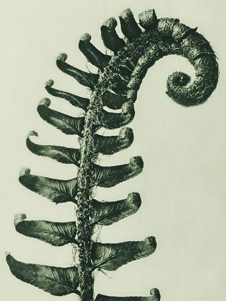 Polystichum Munitum (Prickly Shieldâ€“Fern) art print by Karl Blossfeldt for $57.95 CAD
