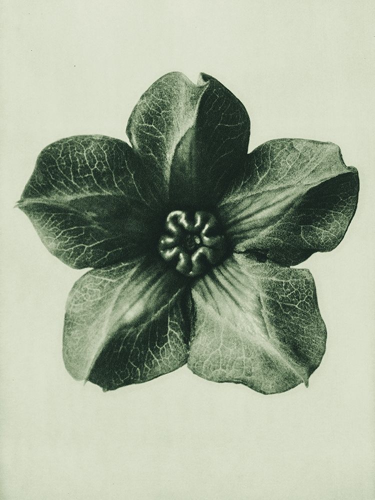 Cobea scandens (Mexican Ivy) art print by Karl Blossfeldt for $57.95 CAD