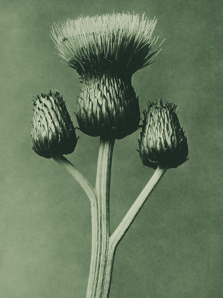 Cirsium Canum (Queen Anne Thistle) art print by Karl Blossfeldt for $57.95 CAD