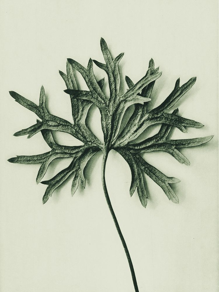 Aconitum Anthora (Yellow Monkshood Leaf) art print by Karl Blossfeldt for $57.95 CAD