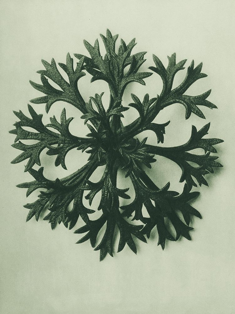 Saxifraga Willkommniana (Willkomms Saxifrage) art print by Karl Blossfeldt for $57.95 CAD