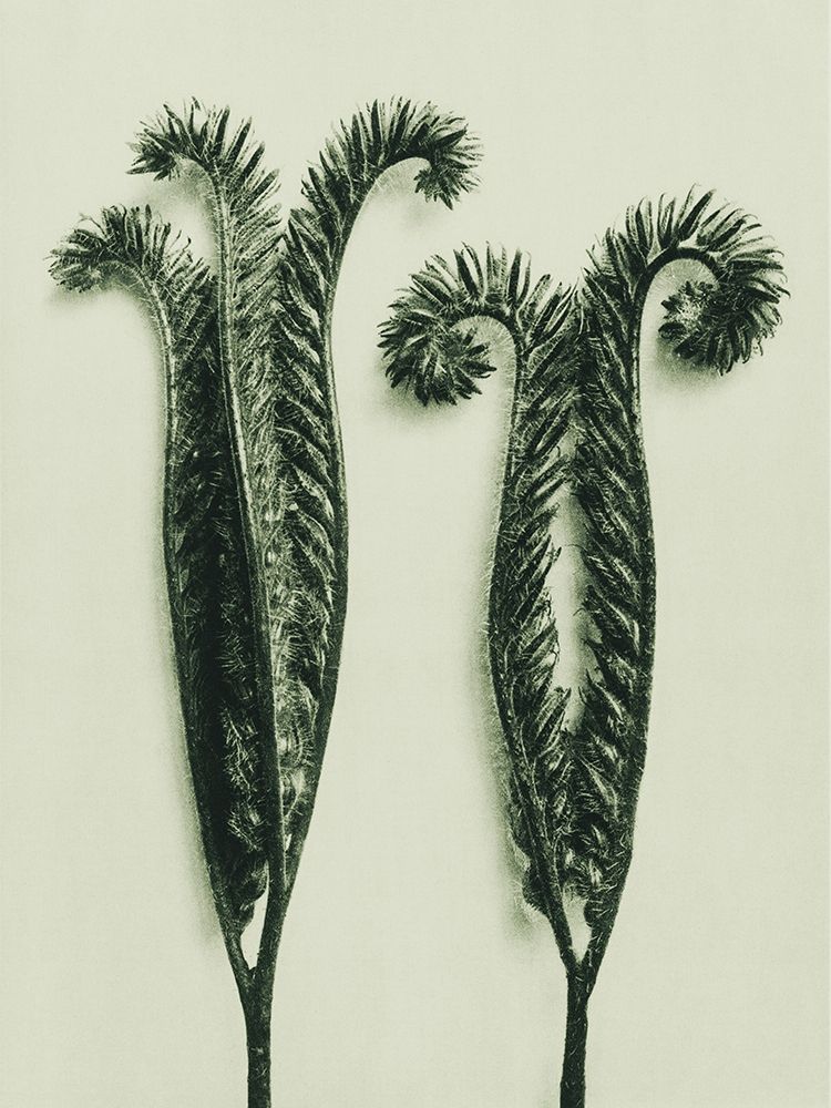 Phacelia Tanacetifolia (Lacy Phacelia) art print by Karl Blossfeldt for $57.95 CAD