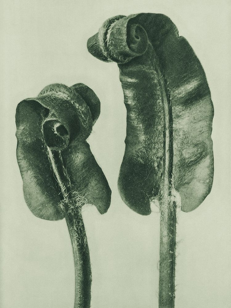 Scolopendrium Vulgare (Hartsâ€“Tongue Fern) art print by Karl Blossfeldt for $57.95 CAD