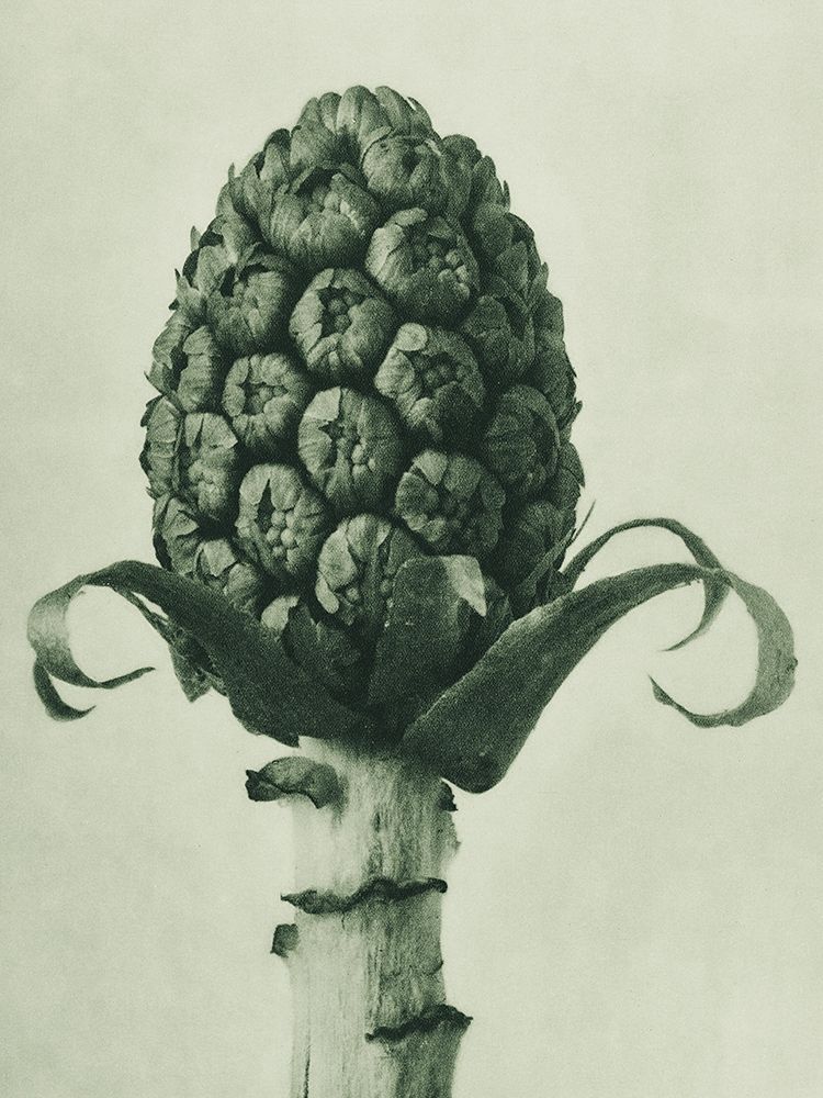 Petasites Officinalis (Butterbur) art print by Karl Blossfeldt for $57.95 CAD