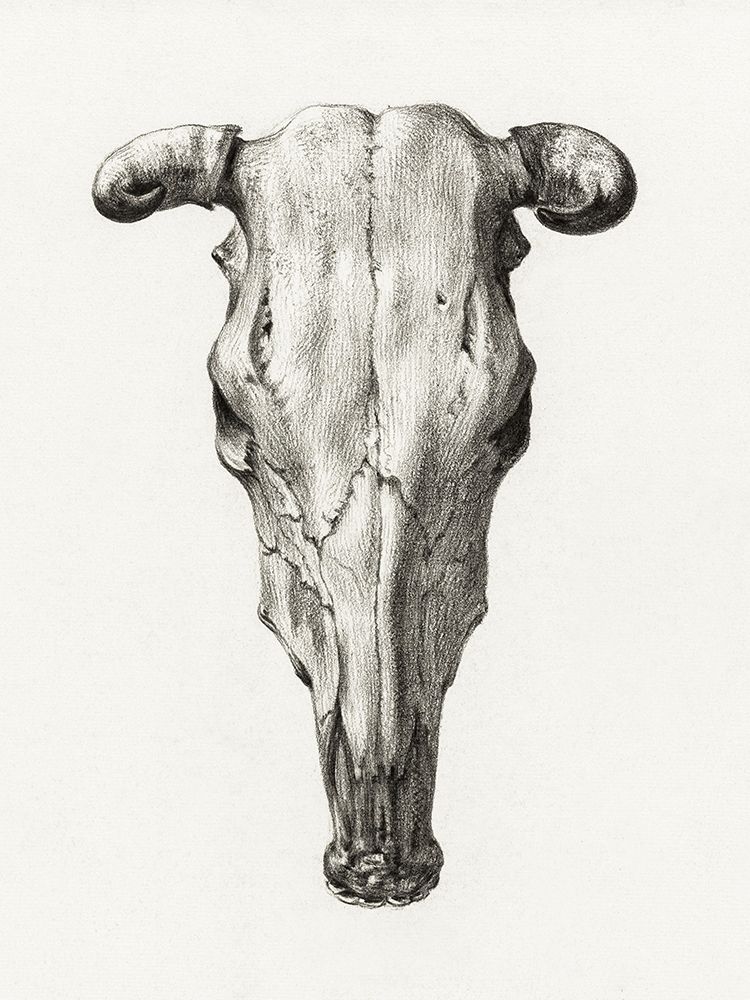 Skull of a cow art print by Jean Bernard for $57.95 CAD