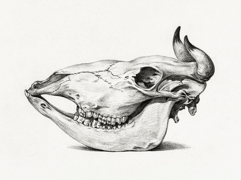 Skull of a cow (Side) art print by Jean Bernard for $57.95 CAD
