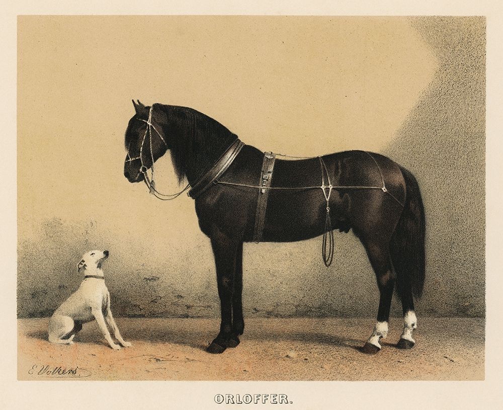 Orloffer (Orloff Horse) art print by Emil Volkers for $57.95 CAD