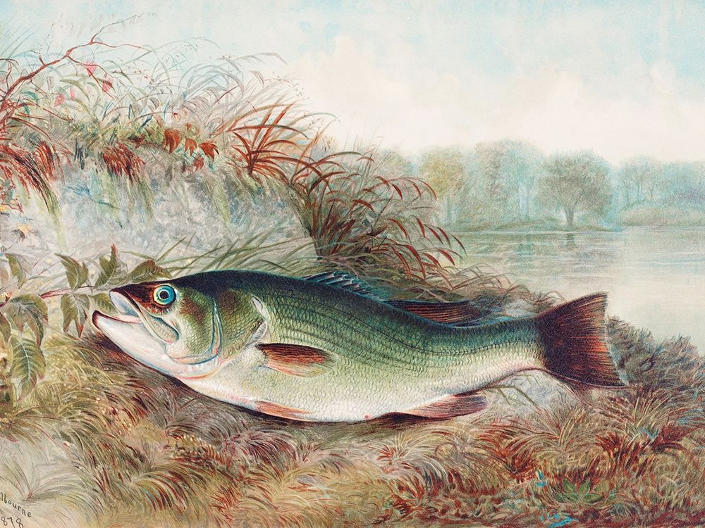 Largemouth Bass art print by Samuel Kilbourne for $57.95 CAD