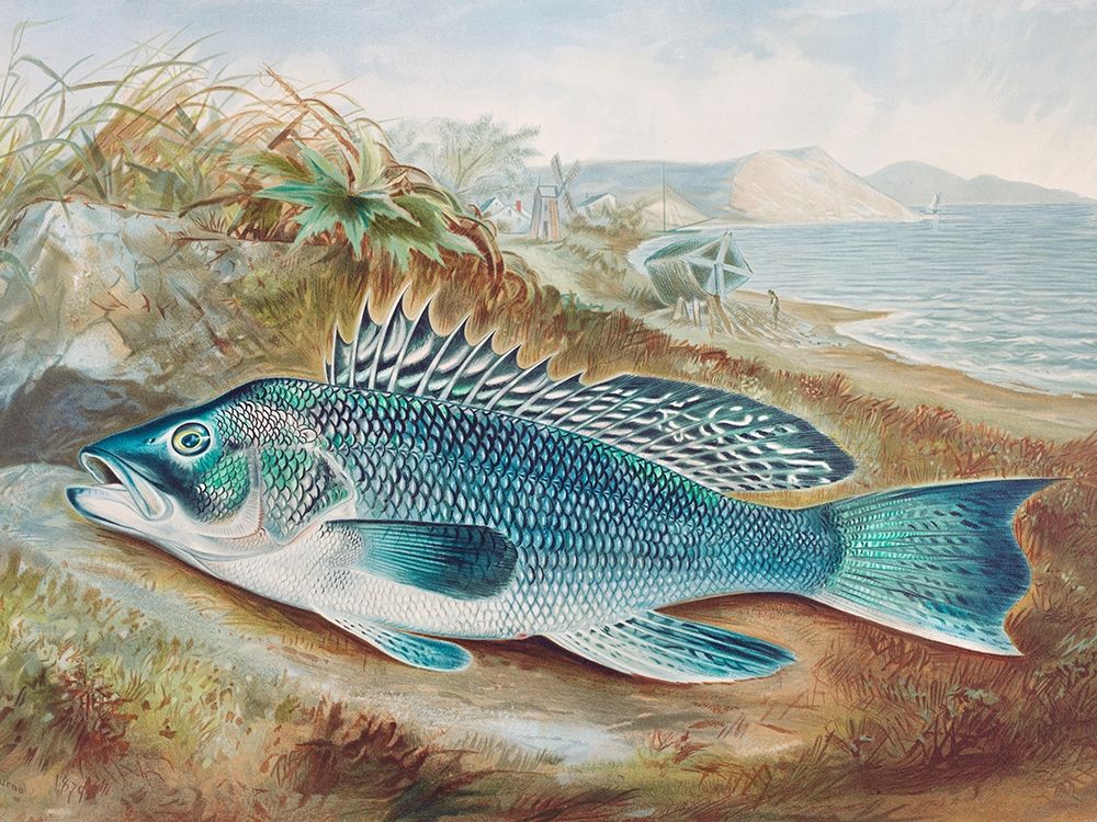 The Sea Bass art print by Samuel Kilbourne for $57.95 CAD