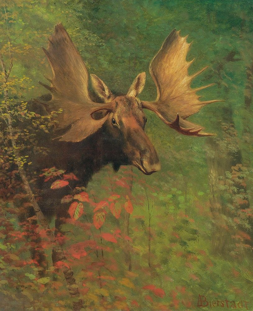 Study of a moose art print by Albert Bierstadt for $57.95 CAD