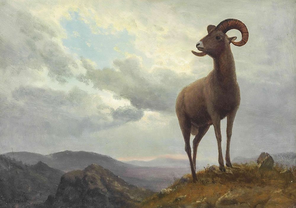 Long Horned Sheep art print by Albert Bierstadt for $57.95 CAD