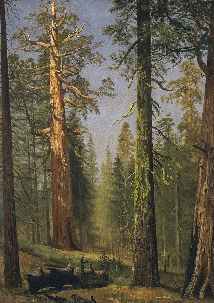 The Grizzly Giant Sequoia, Mariposa Grove, California art print by Albert Bierstadt for $57.95 CAD