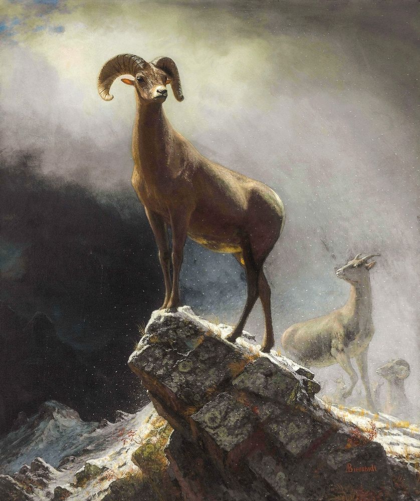 Rocky Mountain Sheep or Big Horn, Ovis, Montana art print by Albert Bierstadt for $57.95 CAD