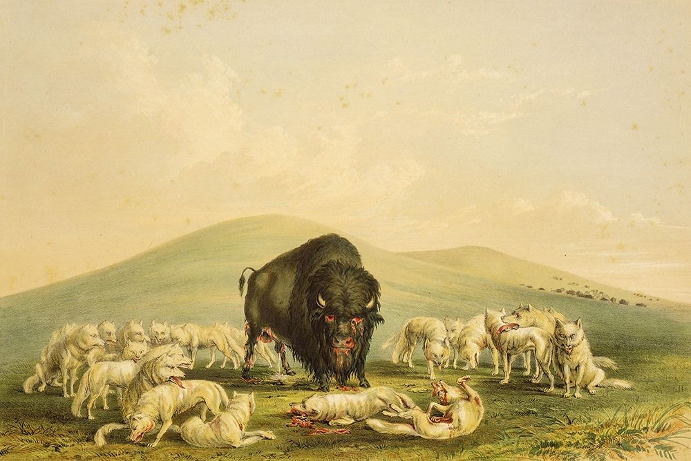 Buffalo Hunt, White Wolves Attacking Buffalo Bull art print by George Catlin for $57.95 CAD