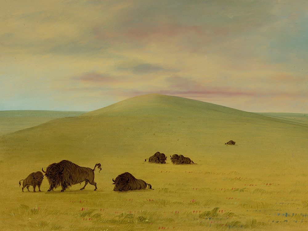 American Pasturage - Prairies of the Platte art print by George Catlin for $57.95 CAD