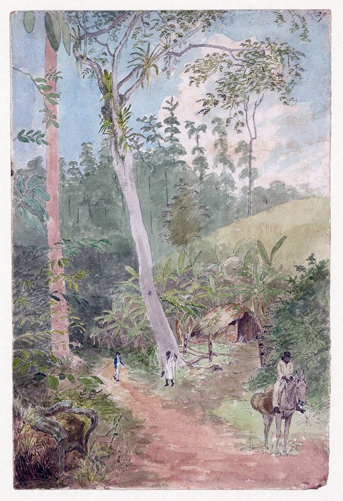 Plantain Walk, Jamaica art print by William Berryman for $57.95 CAD