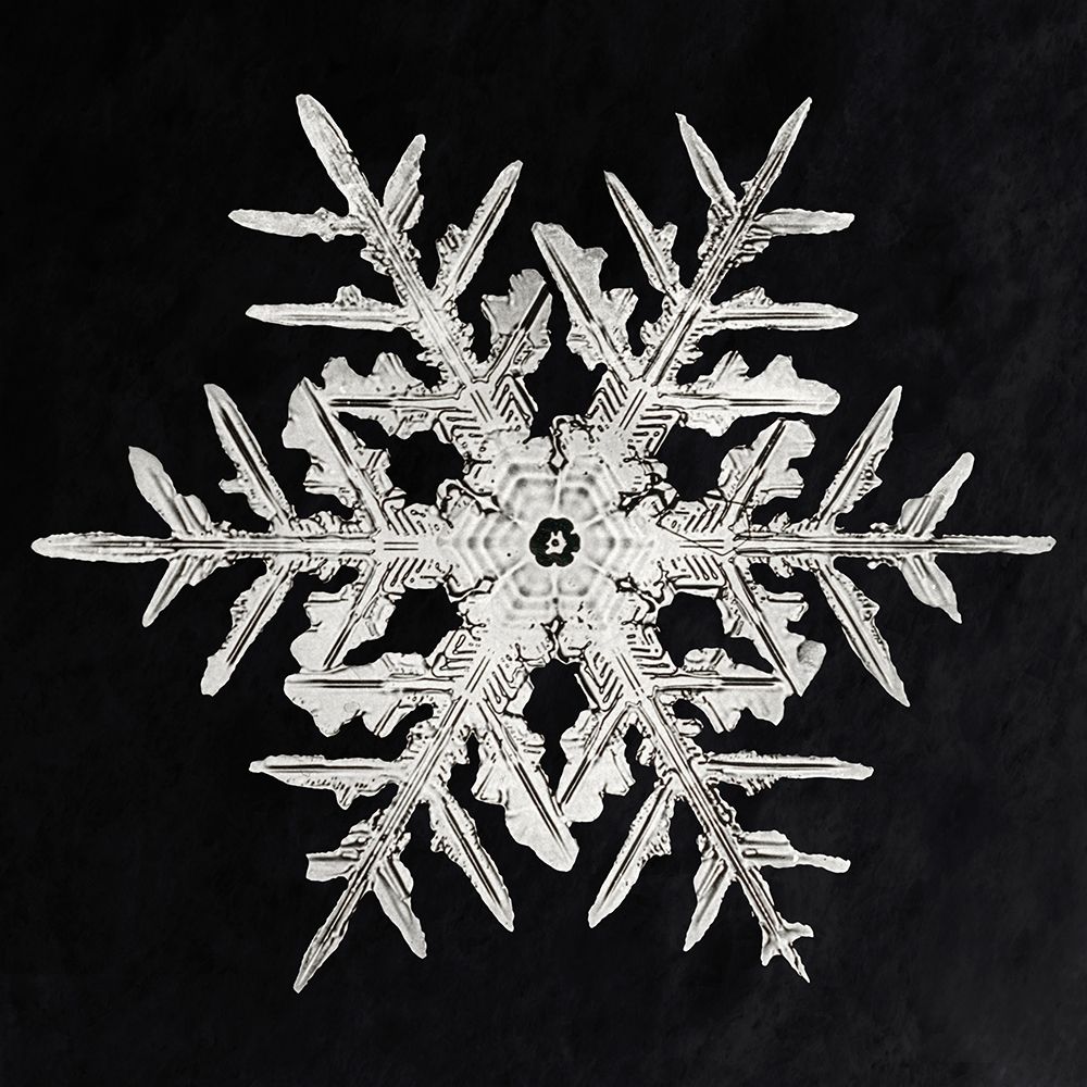 Snowflake 332 art print by Wilson Bentley for $57.95 CAD