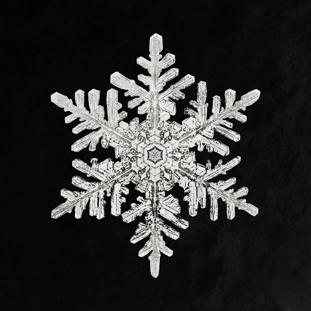Snowflake 1152 art print by Wilson Bentley for $57.95 CAD