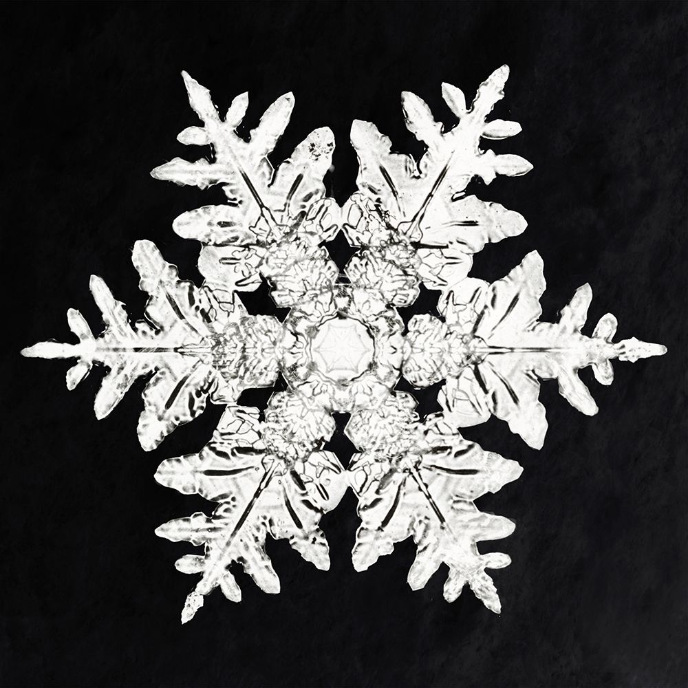 Snowflake 990 art print by Wilson Bentley for $57.95 CAD