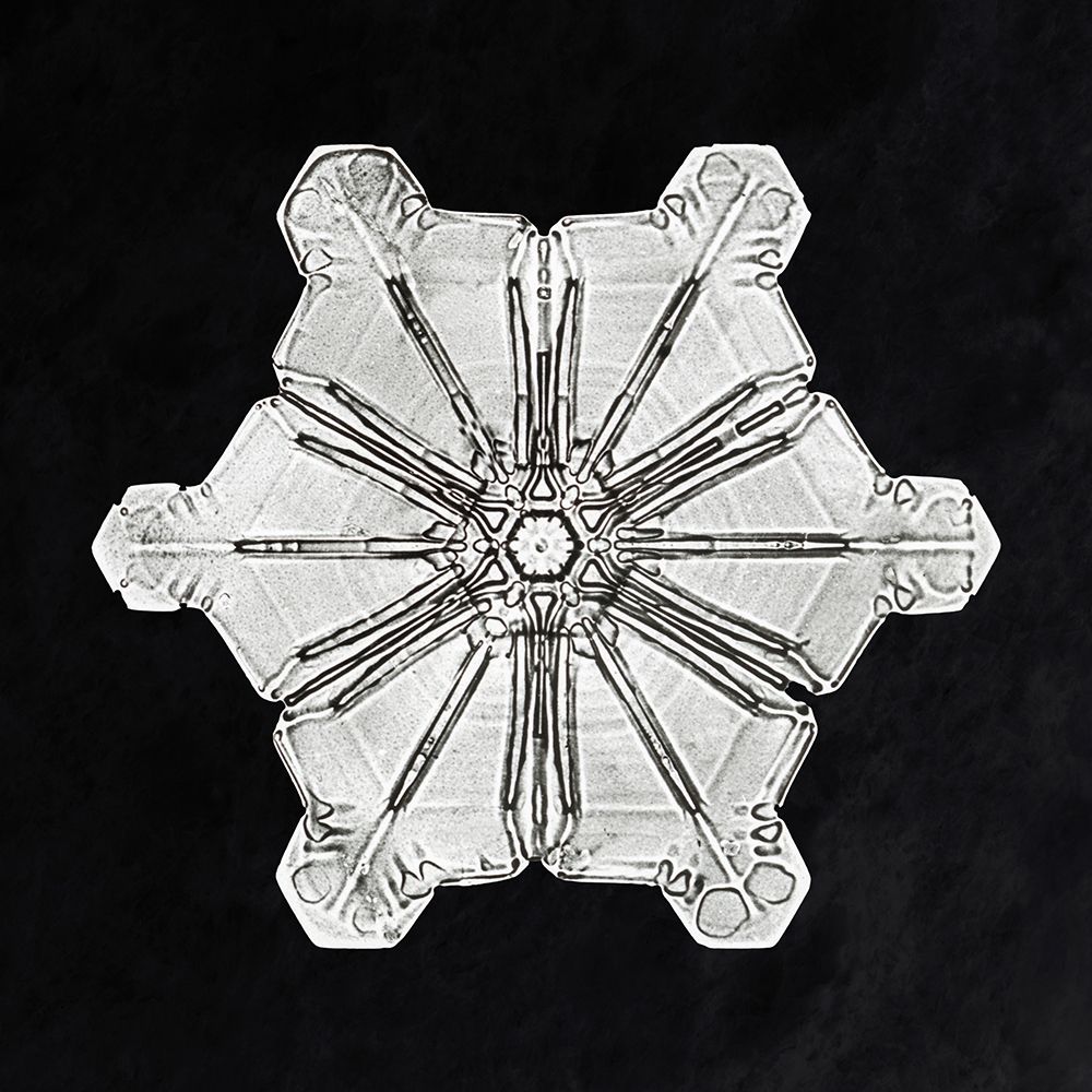 Snowflake 976 art print by Wilson Bentley for $57.95 CAD