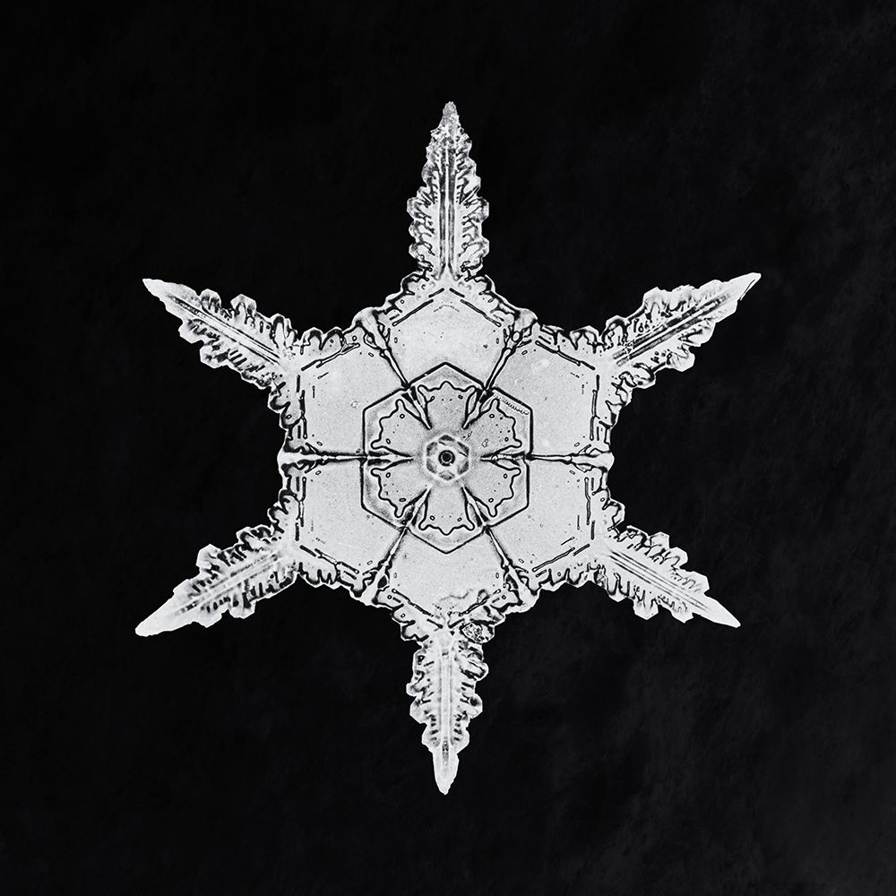 Snowflake 342 art print by Wilson Bentley for $57.95 CAD