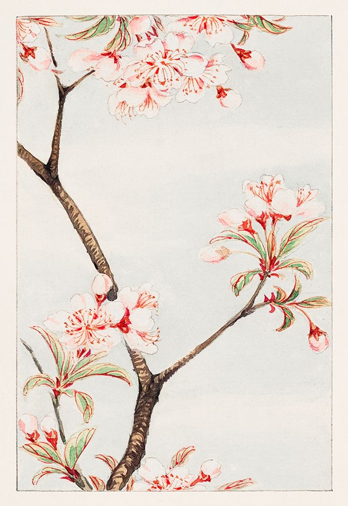 Sakura cherry art print by Megata Morikaga for $57.95 CAD