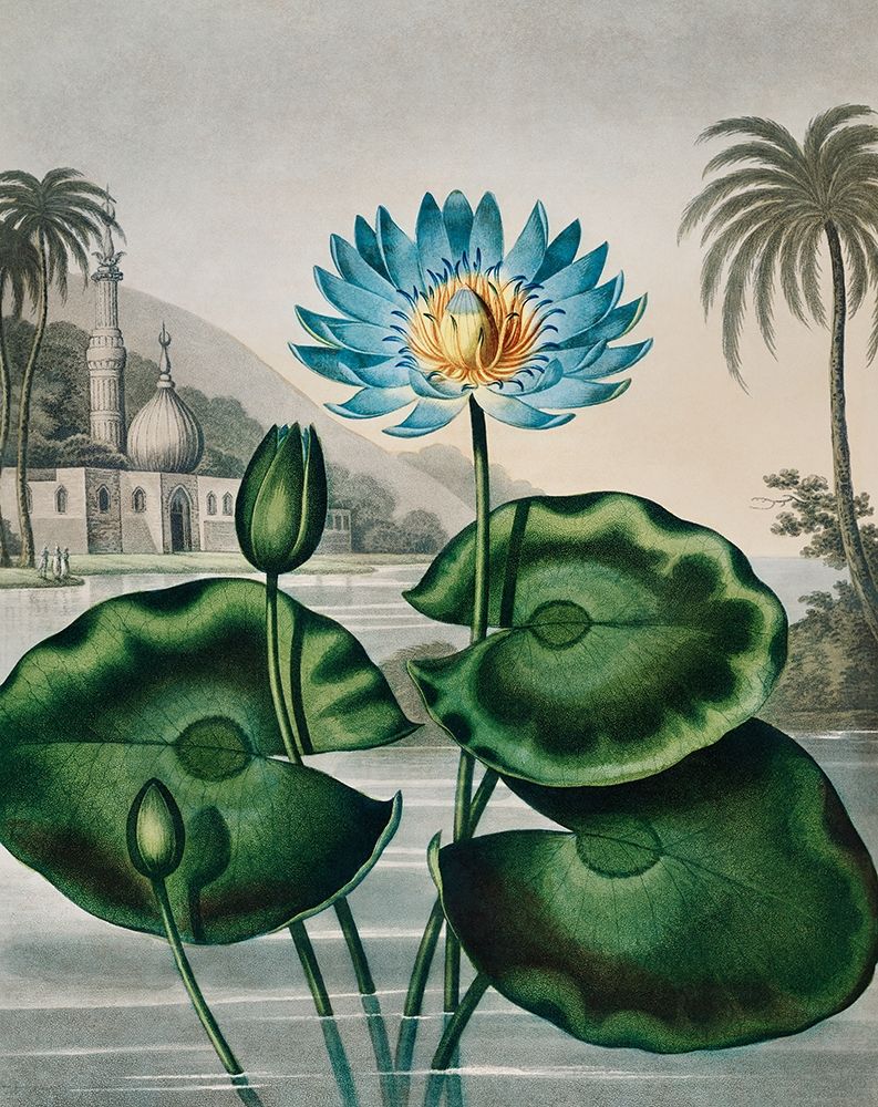 The Blue Egyptian Water Lily from The Temple of Flora art print by Robert John Thornton for $57.95 CAD