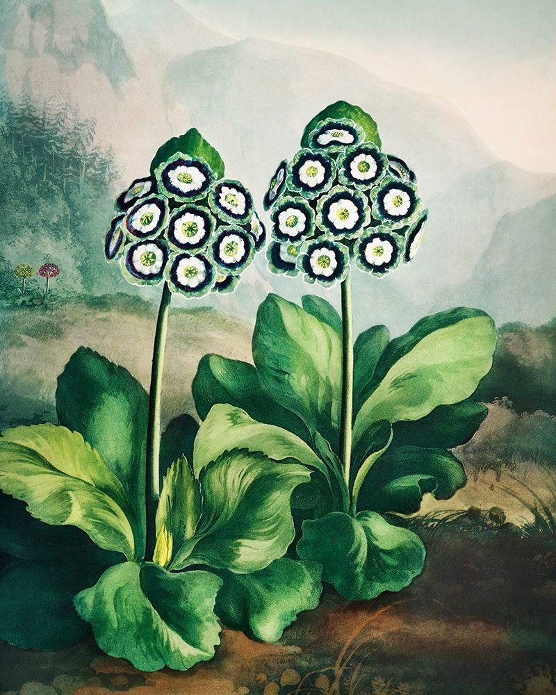 A Group of Auriculas from The Temple of Flora art print by Robert John Thornton for $57.95 CAD